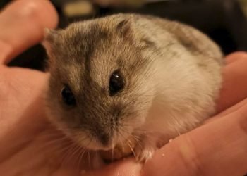 A complete study of Hamsters: Species, Habits, and Diet