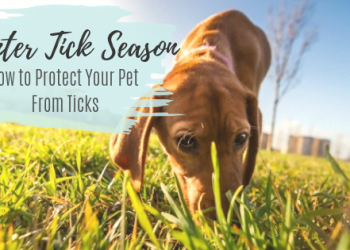 How to Protect Your Pup During Tick Season