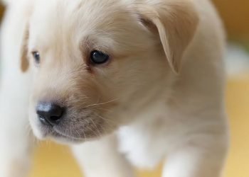 6 commons fears that dogs have and how to overcome them