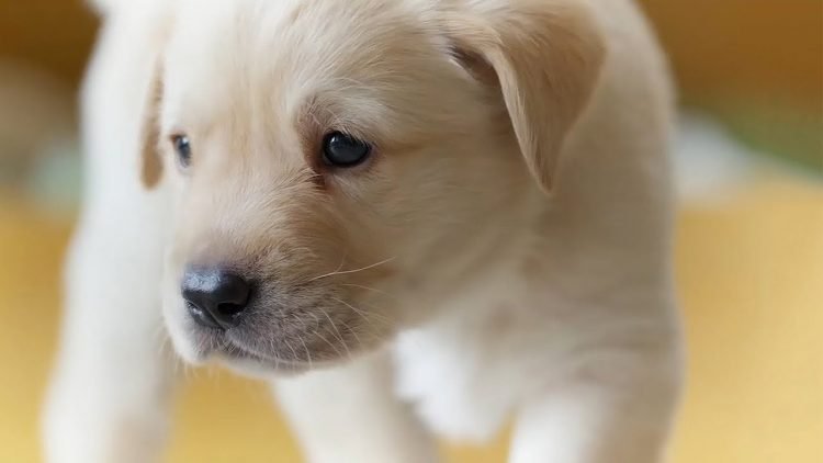 6 commons fears that dogs have and how to overcome them