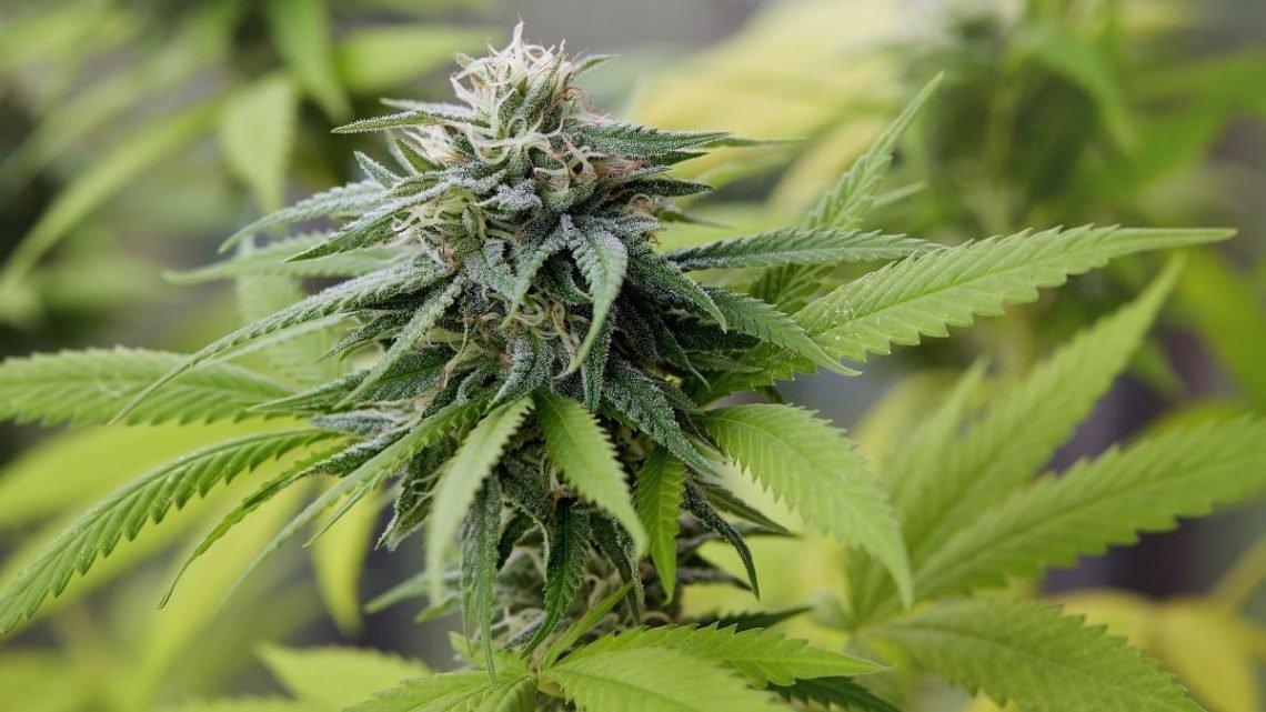 8 Unknown Medical Advantages Of Consuming Weeds