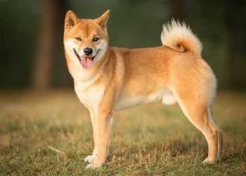 3 Adorable Facts About Shiba Inu’s