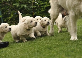 6 Foods That Keeps Your Puppy Healthy