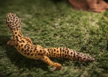 7 Mistakes Beginners can avoid making With their Pet Lizards