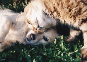 TEN WAYS TO TAKE CARE OF YOUR PETS