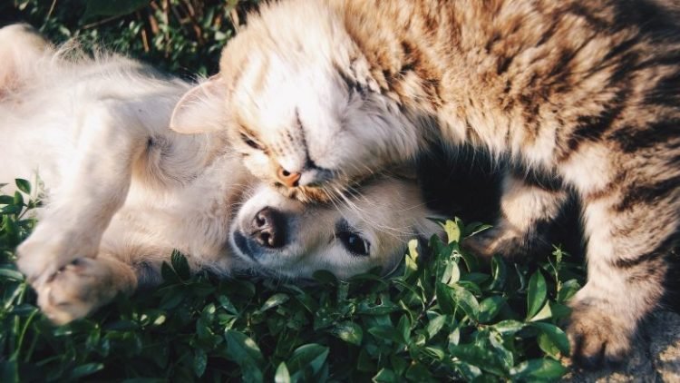 TEN WAYS TO TAKE CARE OF YOUR PETS