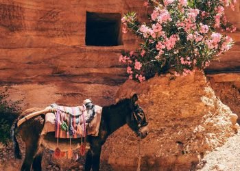 THE BASICS OF BIOMASS ENERGY