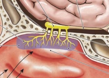 How the Nose Works, Simplified