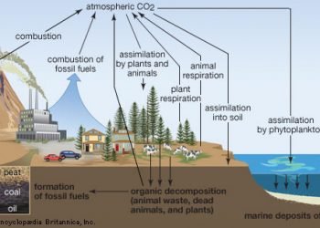 What Ecosystem Sequesters the Most Carbon?