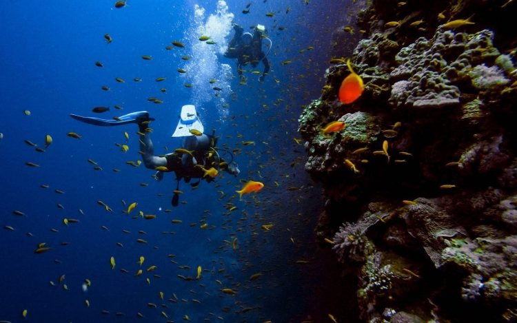 Steps to Planning the Perfect Scuba Diving Trip