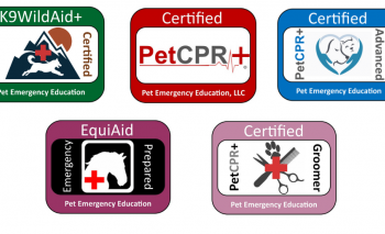 What You Learn When You Get a Pet First Aid Certification