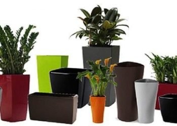 Easy Method to Pot a Plant