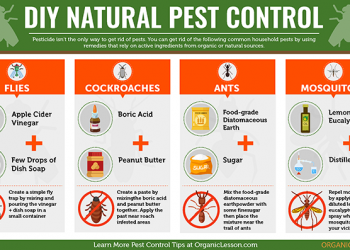 The dangers of doing DIY pest control – Demystifying the pest busters