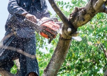 Landscape Maintenance: Getting the Most from Your Tree Care Service