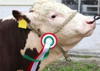 5 Actionable Tips for Buying the Best Farm Animal Equipment