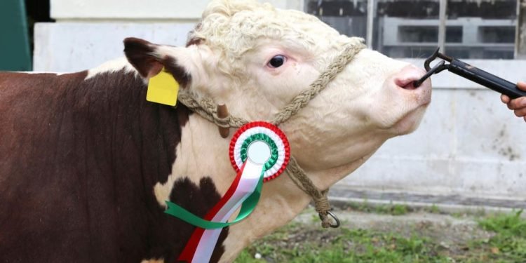 5 Actionable Tips for Buying the Best Farm Animal Equipment