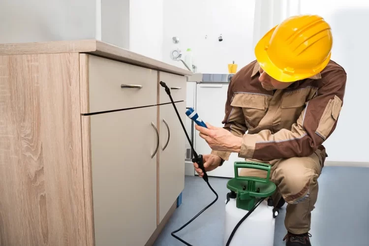 3 Reasons Why You Need To Hire A Professional Pest Controller