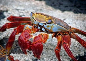 Major Advantages of Choosing a Blue Crab Delivery Site
