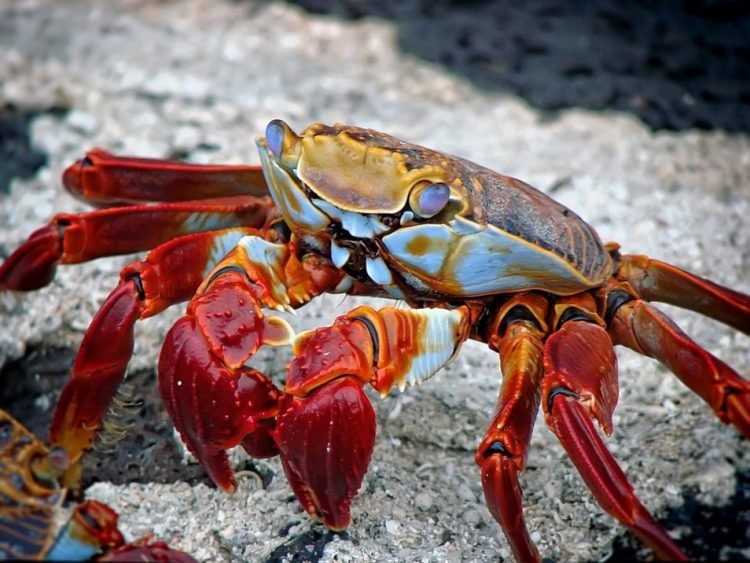 Major Advantages of Choosing a Blue Crab Delivery Site