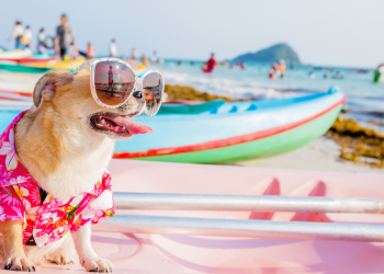 How to Make Your Holiday With Your Pet Memorable?