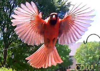 Making a difference in birds’ health by improving the health of their feeders is now possible