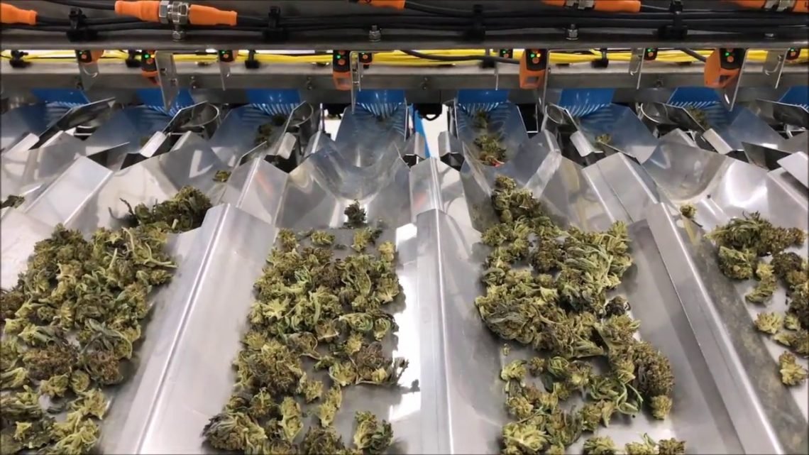 4 Things to Consider When Buying a Cannabis Packaging Machine