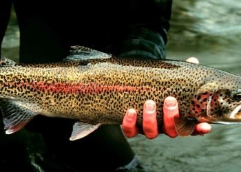 Why you should go for Trout Fishing and how to do that?