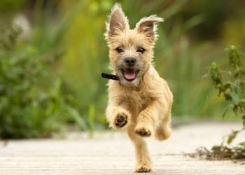 What You Need To Know About Puppy Zoomies!