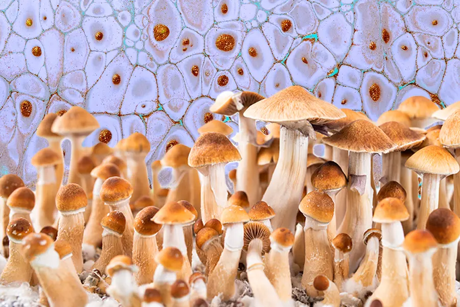 A Guide About Golden Teacher Magic Mushrooms