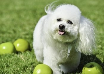 Do Apples Make Dogs Poop?