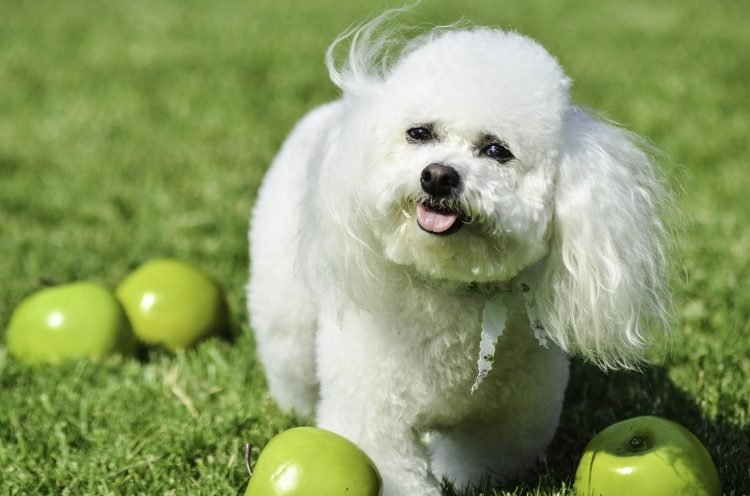 Do Apples Make Dogs Poop?