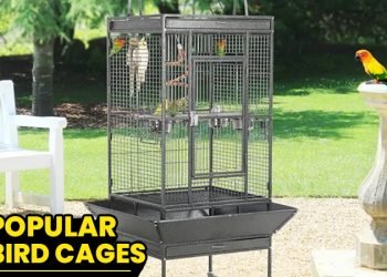 5+ Most Desirable Bird Cages You will Love [Small to Large]