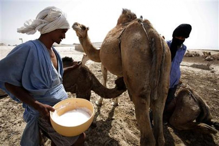 5 Health Benefits of Camel Milk Powder