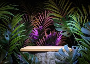 5 Plants to Increase Your Focus & Creativity