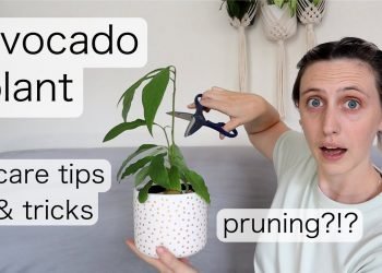 How To Care For Your Avocado Plant