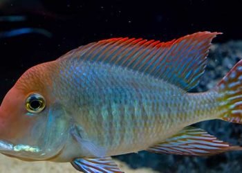 Coolest Freshwater Aquarium Fish: For All Aquarists