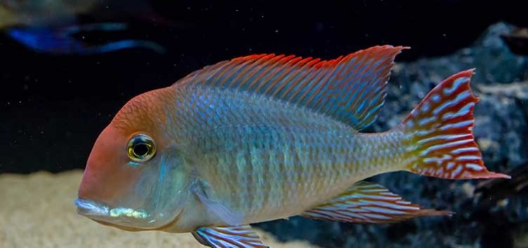 Coolest Freshwater Aquarium Fish: For All Aquarists