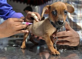 Are There Any Disadvantages In Having Pet Insurance Benefits?