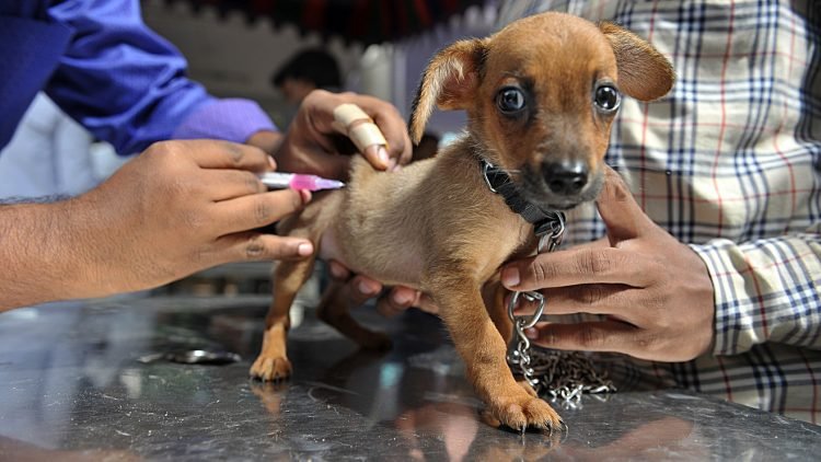 Are There Any Disadvantages In Having Pet Insurance Benefits?