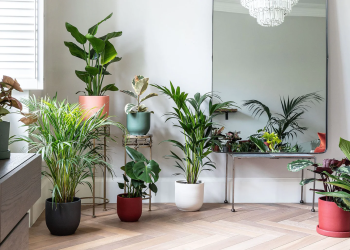 How to Choose the Right Low-Light Indoor Plants for Your Home or Office