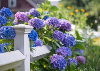 Are You A Flower Lover? Here are Useful Tips To Maintain Them For a Longer Time