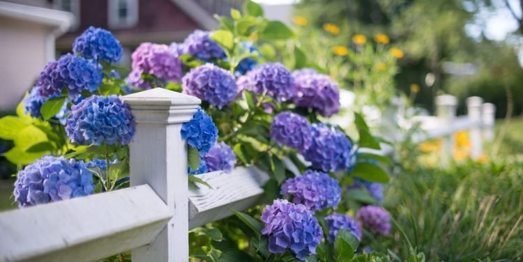 Are You A Flower Lover? Here are Useful Tips To Maintain Them For a Longer Time