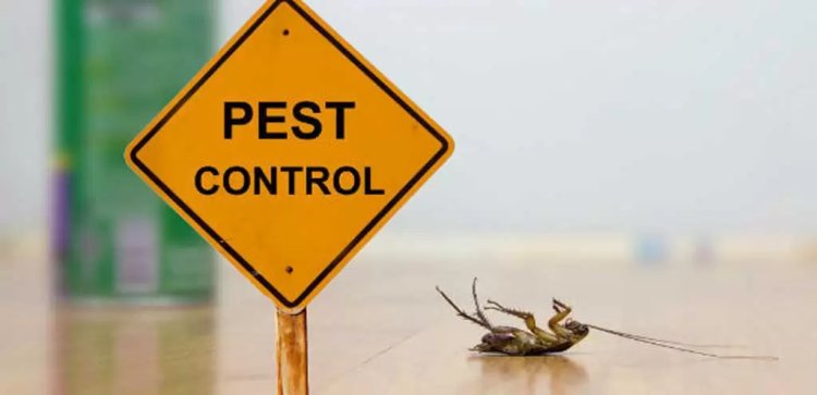 The Role of Pest Control Services in Ensuring a Safe Workplace