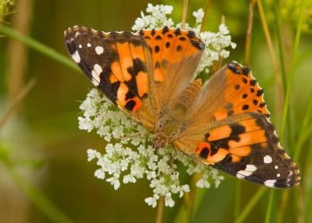 The Benefits of Planting Native: A Closer Look