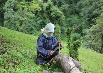 Mad Honey, with its unique intoxicating properties, has long been a subject of fascination and debate. Its effects are not only a matter of historical curiosity but also a serious question of health and safety in the modern era. Is Mad Honey a medicinal marvel that provides significant health benefits, or is it a mysterious menace that poses risks to those who consume it? Let’s investigate both sides of the argument.