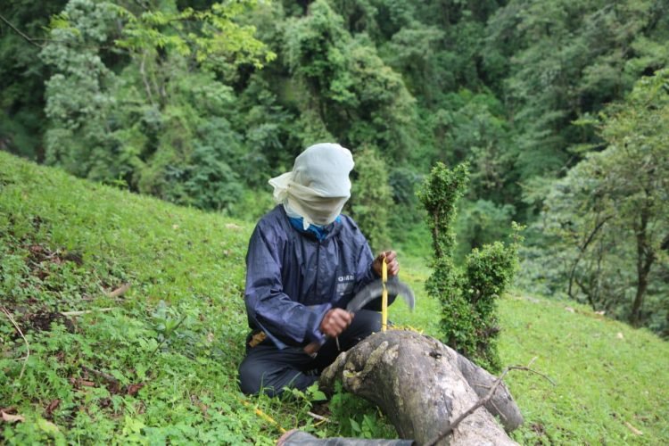 Mad Honey, with its unique intoxicating properties, has long been a subject of fascination and debate. Its effects are not only a matter of historical curiosity but also a serious question of health and safety in the modern era. Is Mad Honey a medicinal marvel that provides significant health benefits, or is it a mysterious menace that poses risks to those who consume it? Let’s investigate both sides of the argument.