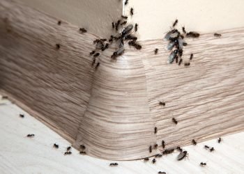 5 Signs of an Ant Infestation in Walls