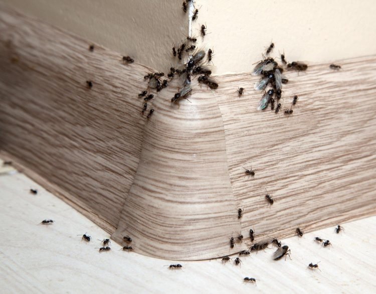 5 Signs of an Ant Infestation in Walls
