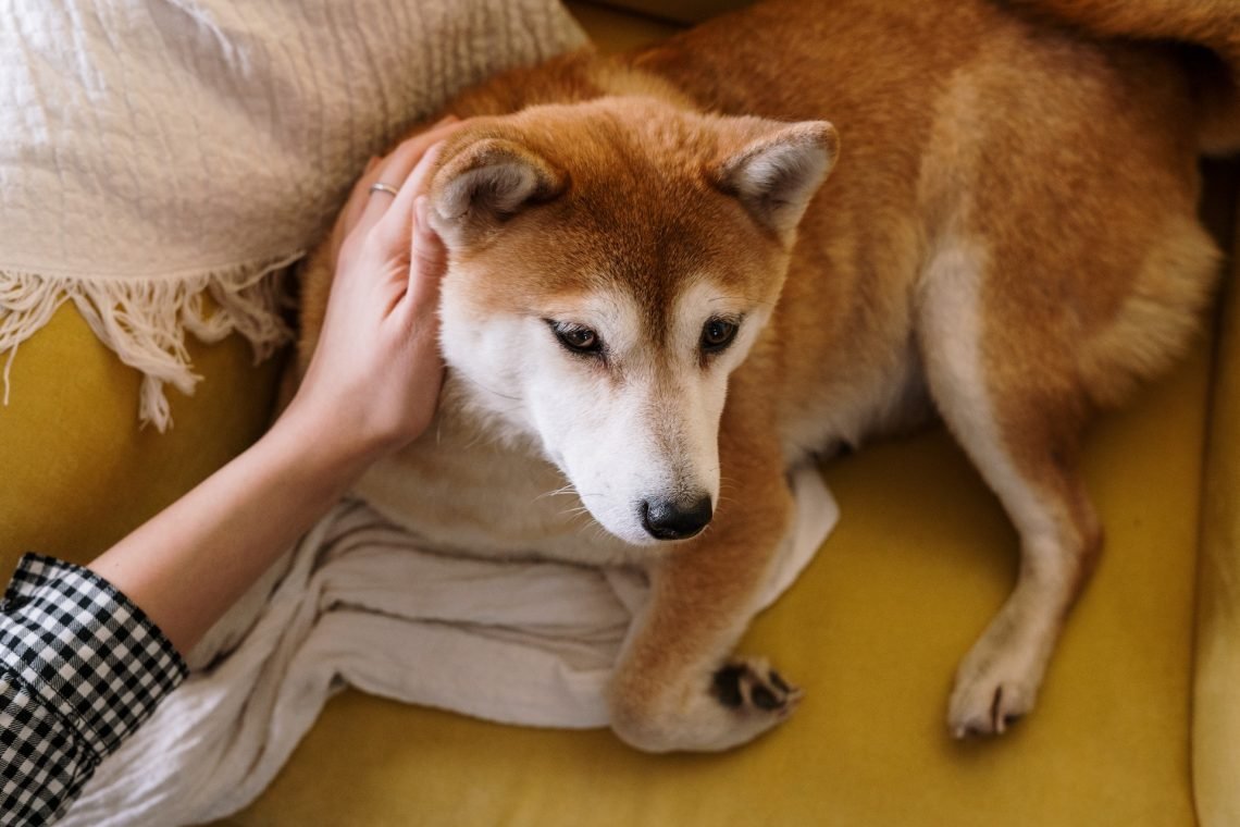 Crypto Canines: Unveiling the Fascinating World of Canine-Inspired Cryptocurrencies