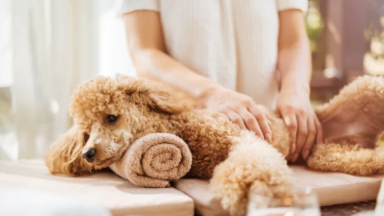 Pet Pampering: Spa Day Ideas with Natural Ingredients
